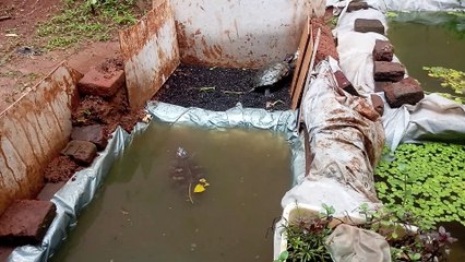 Hand feding Read ear Slider