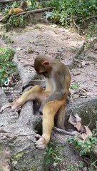 kentut si monyet ini