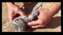 Thật kỳ diệu khi một chú mèo con có thể được cứu ngay cả khi nó ngừng thở!