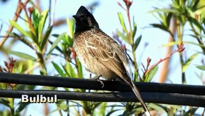 jenis jenis burung