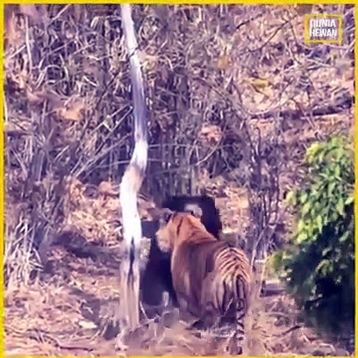 pertarungan dua hewan buas