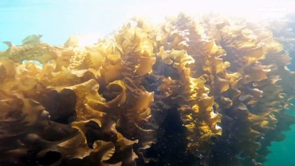 A Cry of Kelp: How farming seaweed is good for people and the planet