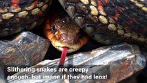 You Have to Check Out This Creepy ‘Four-Legged Hugging Snake’