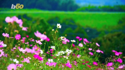 Find the Best Views for Fall Foliage Just a Drive Away!