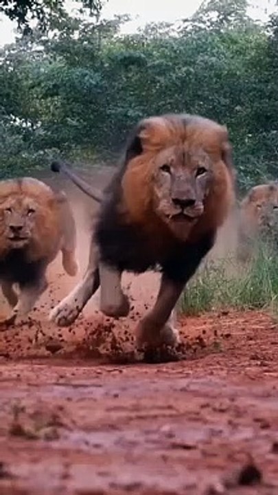 aslan angry