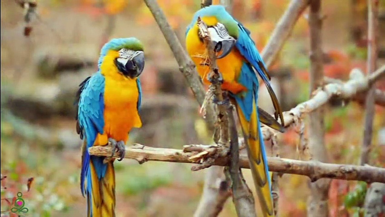 Grande musique et belle nature  Musique délicate, calme le système nerveux et plaît à l'âme
