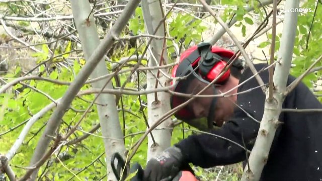 Dans l'Aubrac, le frêne est le péché mignon des vaches, et une assurance sécheresse