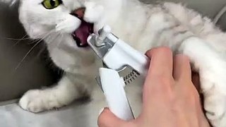 How_to_trim_your_cat`s_claws_(1080p60)
