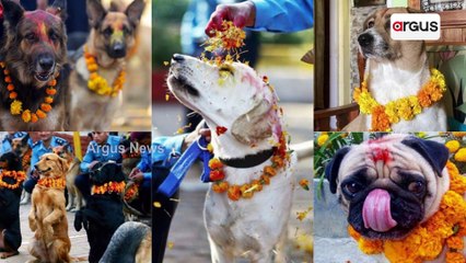 'Kukur Tihar' Nepal festival worships Dogs