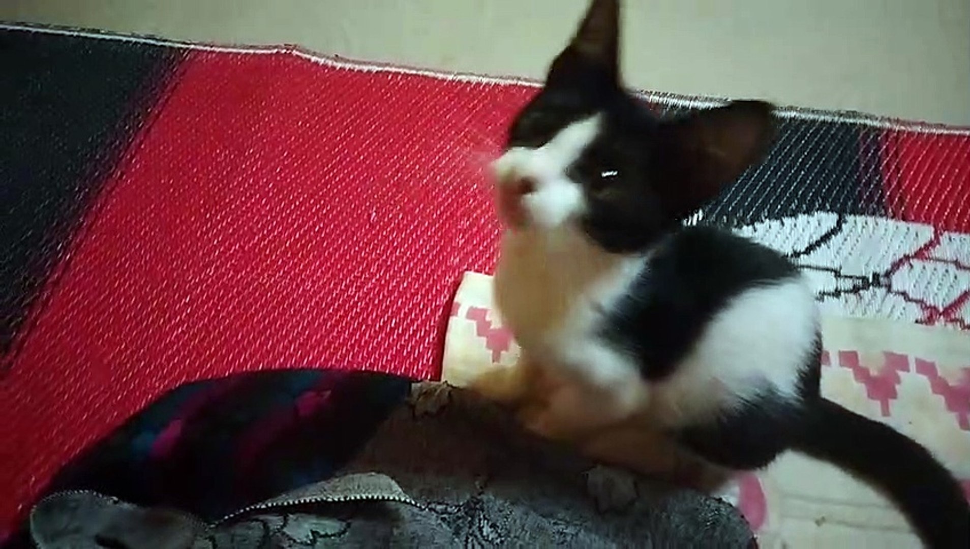 Cat Cute Sweet Cat