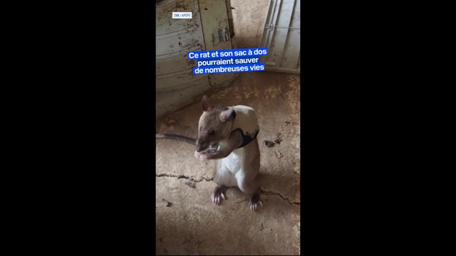 Des chercheurs apprennent à des rats à repérer les victimes coincées dans des éboulements