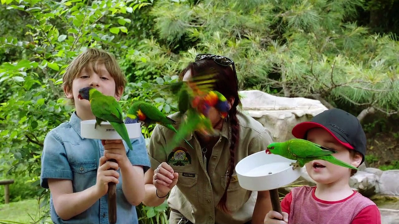 These Birds Are Known as the Jewels of the Australian Skies