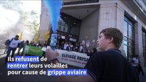 A Paris, des éleveurs manifestent pour défendre l'élevage plein air