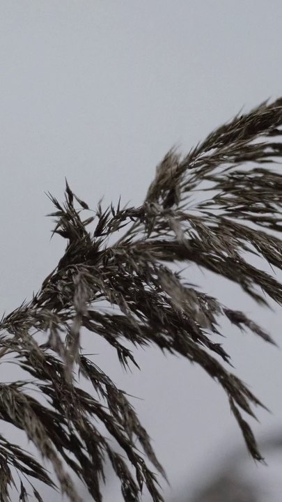 Winter auf der Reichenau