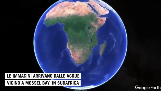 Lo squalo bianco è preda delle orche: la caccia ripresa dal drone per la prima volta