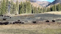 Deer Runs into Bison Herd to Evade Coyote