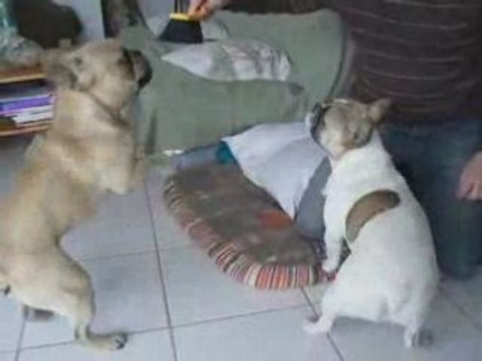 Bartok et la brossette