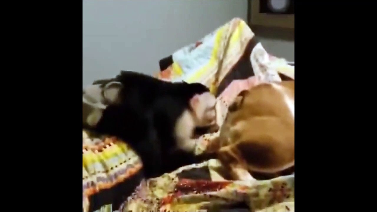 Ce singe a raté sa vocation : proctologue