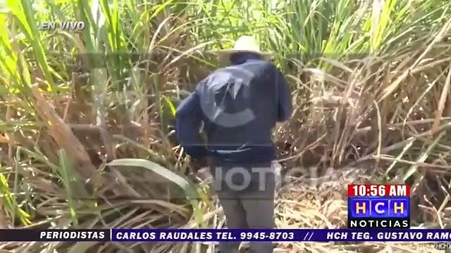 ¡Putrefacto! hallan cadáver de una persona en cañeras de La Lima, Cortés