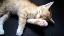 Meaoong Kucing-kucing yang Manja | Cute Cat