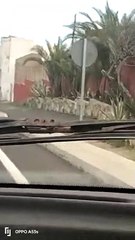 Un muflón huye a gran velocidad por una carretera en Tenerife