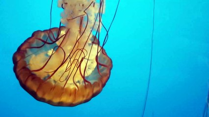 Pacific sea nettle jellyfish (Chrysaora fuscescens)