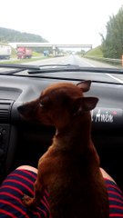 Dog Ducks While Going Under Bridge