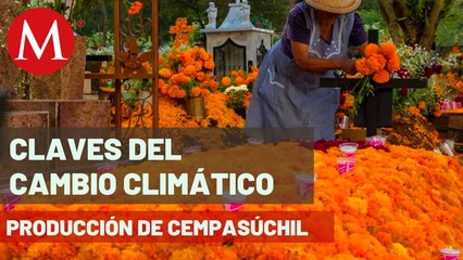 Difunden controversia entre productores de cempasúchil por cultivo de semilla china