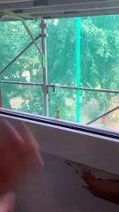 PRAYING MANTIS FUNNY VIDEO  LATEST KIDS SPECIAL