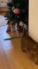 Kucing Lucu yang Bikin Ngakak 🐱