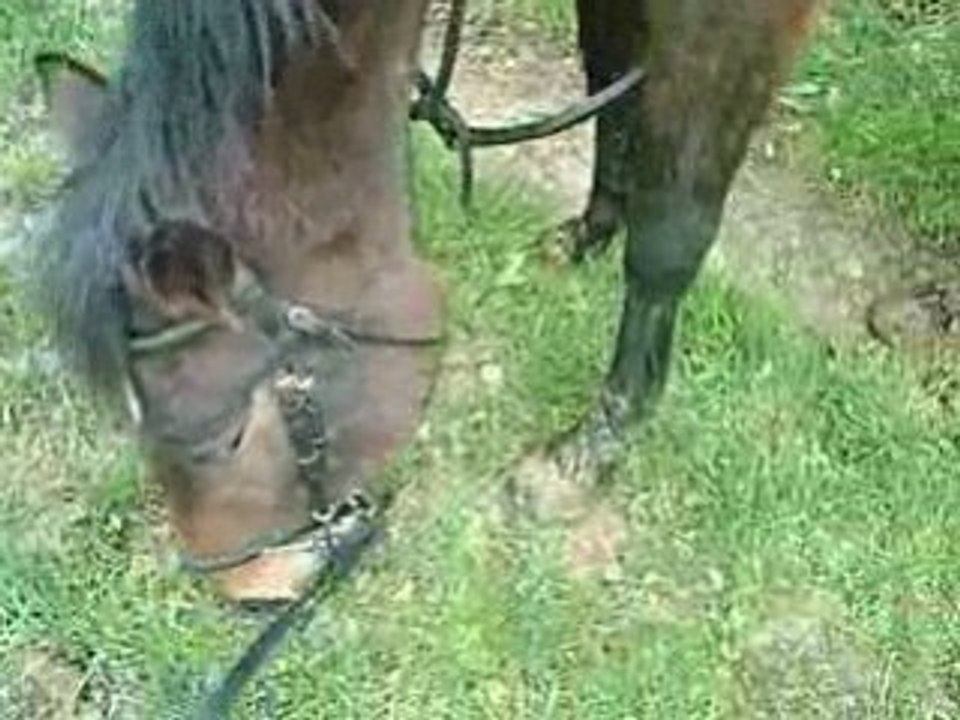 15-03-2008 ballade bois de plaids