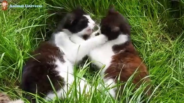 mengenal hewan kucing babi rusa burung harimau gajah