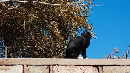 KUCING BULU HITAM LUCU - CUTE BLACK FUR CAT