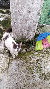 CUTE CATS / KUCING-KUCING LUCU