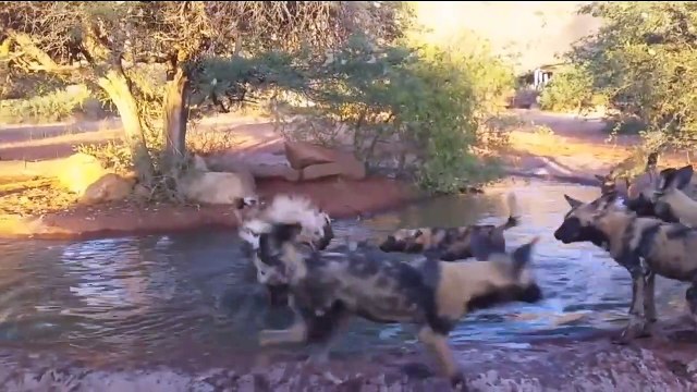 pertarungan hewan buas(0)