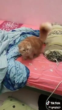 Kumpulan Kucing Lucu, Gemesin, Gemoy _ Video Tik tok Kucing Lucu Viral Terbaru 2