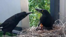 Charlotte and Bruce Currawong feeding the chicks