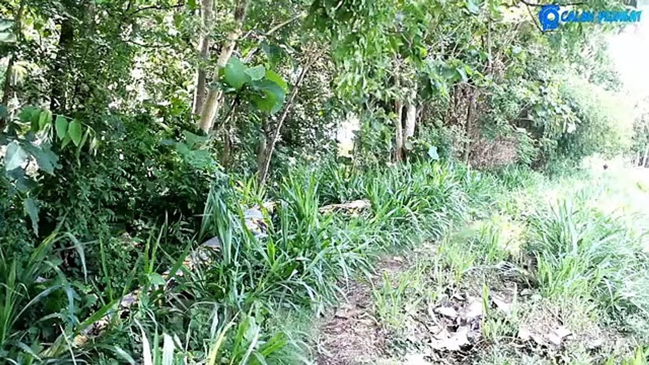 Python Traps Edition