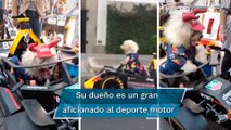 Fabbio, perrito fan de la F1 conocerá a Checo Pérez en el Gran Premio de México
