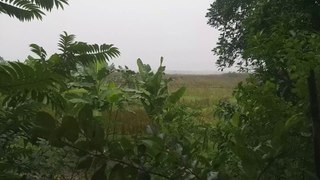 Raining in Bangladesh। বাংলাদেশের বৃষ্টি।