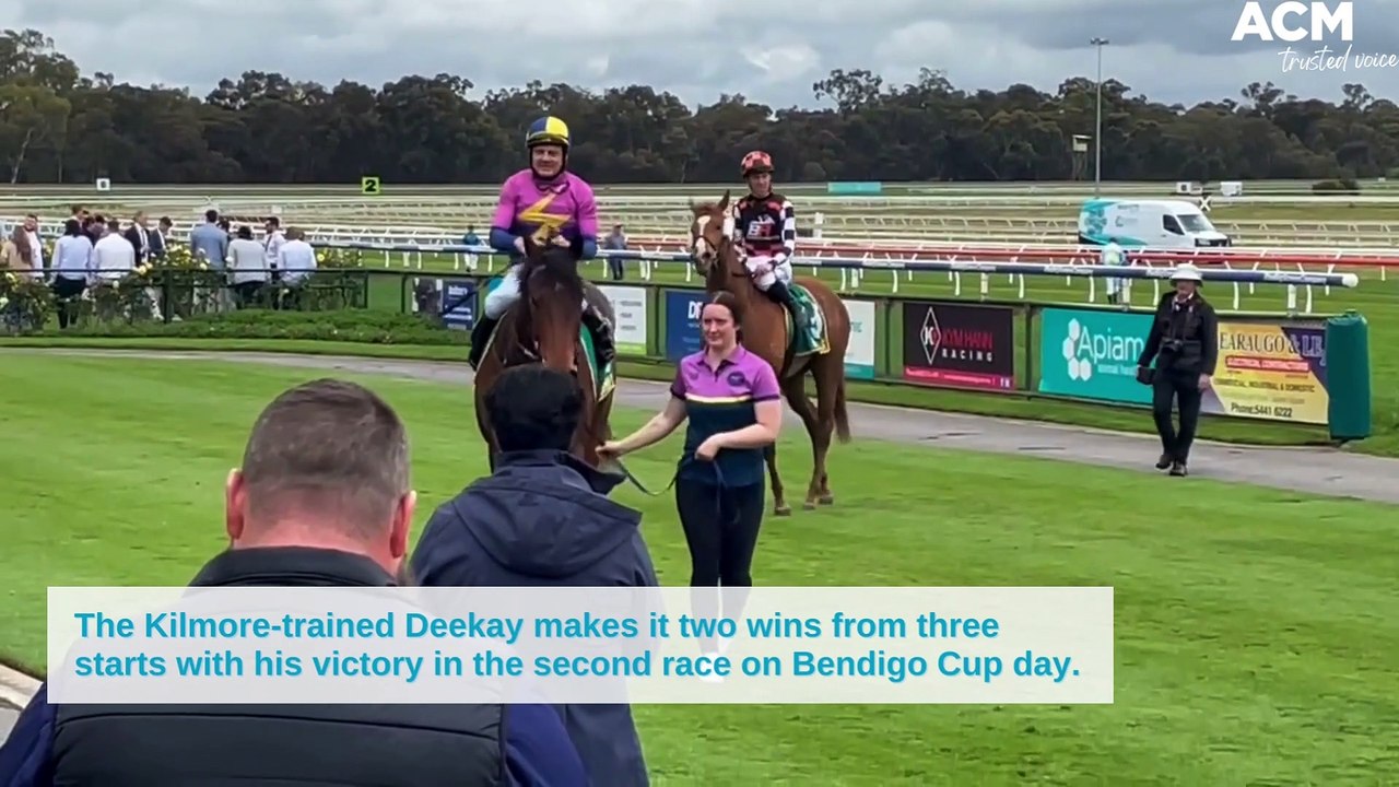 The Kilmore-trained Deekay makes it two wins from three starts with his victory in the second race on Bendigo Cup day | October 26, 2022 | Bendigo Advertiser
