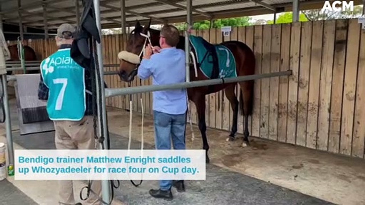 Bendigo trainer Matthew Enright saddles up Whozyadeeler for race four on Cup day | October 26, 2022 | Bendigo Advertiser