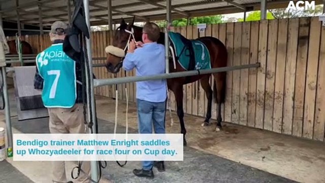 Bendigo trainer Matthew Enright saddles up Whozyadeeler for race four on Cup day | October 26, 2022 | Bendigo Advertiser