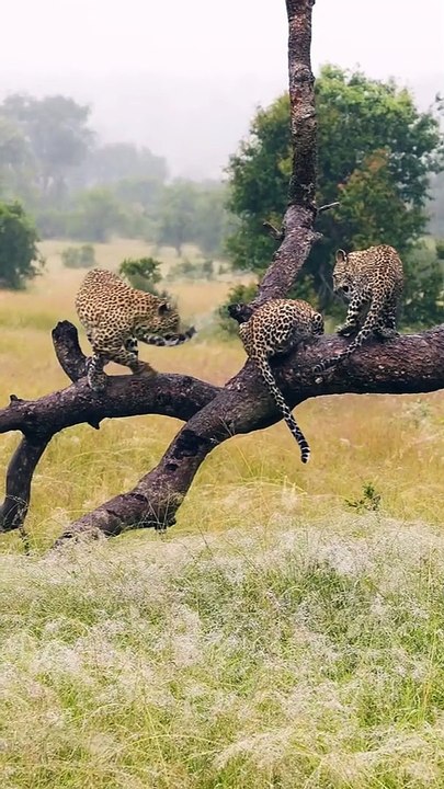 cheetah#shorts