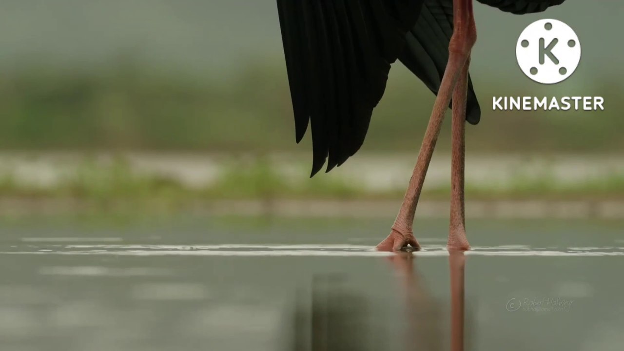 4k animals video