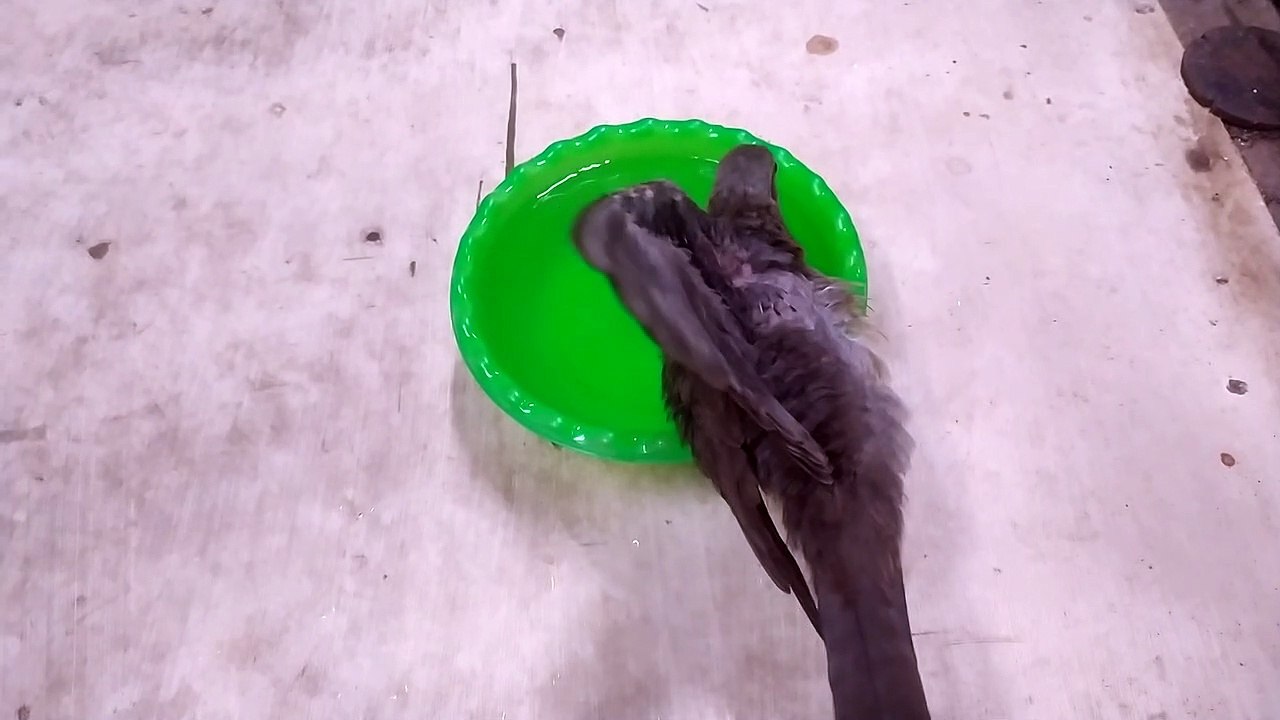 Burung mandiri, mandi sendiri