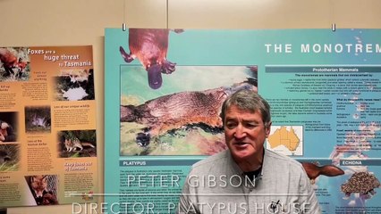 Peter Gisbon at the Platypus House in Beauty Point