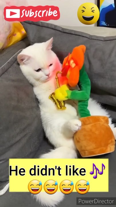 funy cat
