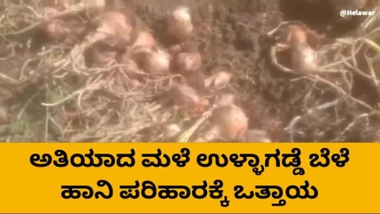 ರಾಯಚೂರು: ಭಾರೀ ಮಳೆಯಿಂದ ಬೆಳೆ ಹಾನಿ, ಪರಿಹಾರಕ್ಕೆ ಆಗ್ರಹ