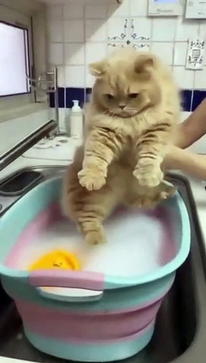 Kucing lucu